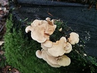 Herber Zwergknäueling - Blick von oben. Zu beachten ist, dass die Fruchtkörper nur relativ klein, maximal ein paar cm groß sind. 